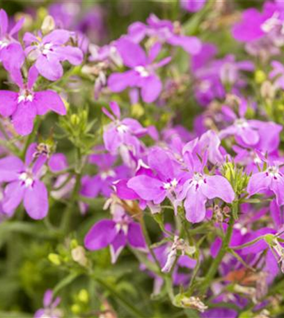 Männertreu: mehr als nur eine schöne Lückenfüllerin