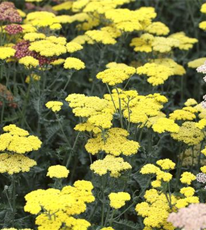 Blackbox-Gardening – die kreative Idee mit den großen Überraschungseffekten