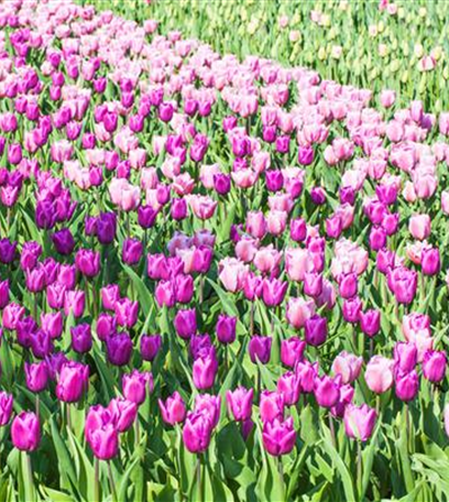 Tulpen im Garten – der bunte Wahnsinn