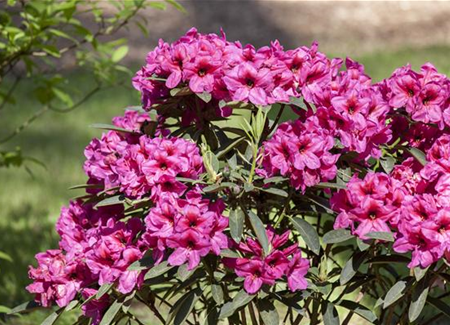 Der Rhododendron – der stilvolle Klassiker Der Rhododendron – der stilvolle Klassiker
