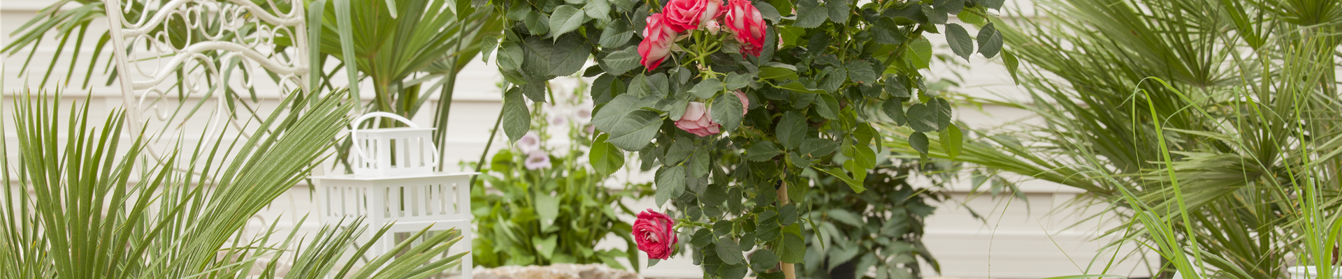 Rosa, Stamm