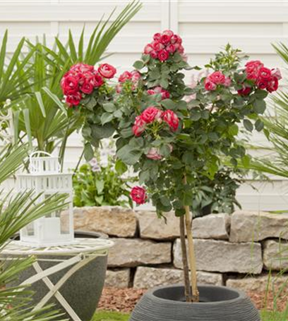 Raus aus dem Winterquartier - Frische Frühlingsluft für Kübelpflanzen