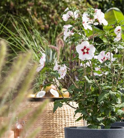 Raus aus dem Winterquartier - Frische Frühlingsluft für Kübelpflanzen