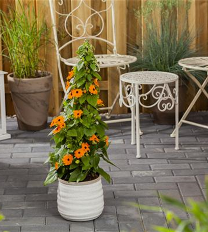 Raus aus dem Winterquartier - Frische Frühlingsluft für Kübelpflanzen