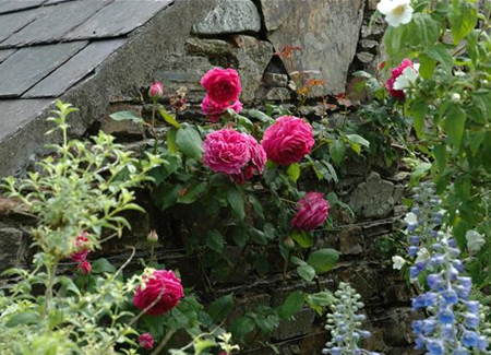 Rosenpflege – pflanzen, schneiden, düngen Rosenpflege – pflanzen, schneiden, düngen