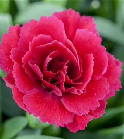 Der 1. Mai – was hat er mit Pflanzen und Blumen zu tun?