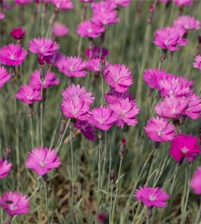Der 1. Mai – was hat er mit Pflanzen und Blumen zu tun?