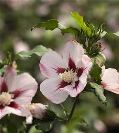 Der 1. Mai – was hat er mit Pflanzen und Blumen zu tun?