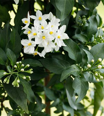 Der Sommerjasmin – alles andere als unscheinbar