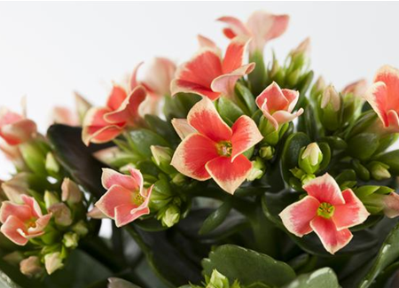 Die Kalanchoe - unsterbliche Schönheit Die Kalanchoe - unsterbliche Schönheit