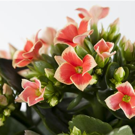 Die Kalanchoe - unsterbliche Schönheit