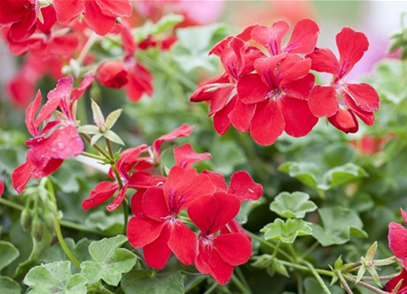 Die idealen Nachbarn für Geranien Die idealen Nachbarn für Geranien