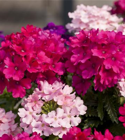 Die Verbene – schön und nützlich zugleich