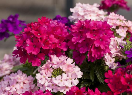 Die Verbene – schön und nützlich zugleich Die Verbene – schön und nützlich zugleich