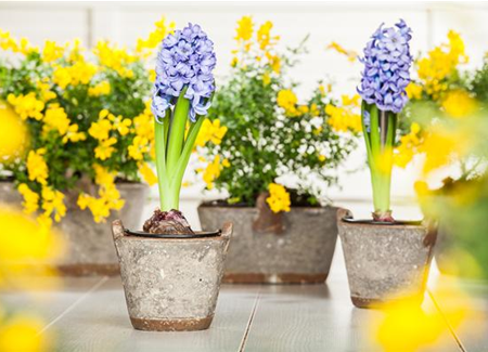 Hyazinthe, Krokus und Co. – der Frühling wird bunt Hyazinthe, Krokus und Co. – der Frühling wird bunt