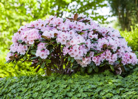 Der Rhododendron – der Strauch mit den prächtigen Blüten Der Rhododendron – der Strauch mit den prächtigen Blüten