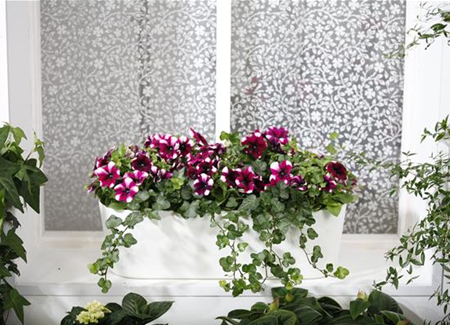 Bereit für den Sommer – Balkon und Garten blühen richtig auf Bereit für den Sommer – Balkon und Garten blühen richtig auf