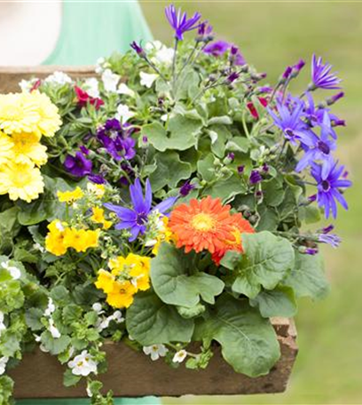 Dünger für Sommerblumen – der Extra-Kick für das Wachstum