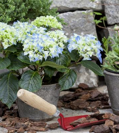 Dünger für Sommerblumen – der Extra-Kick für das Wachstum