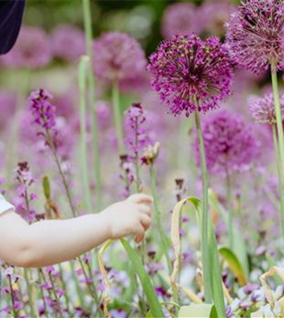 Blumenzwiebeln im Steingarten – So gelingt die Farbenpracht