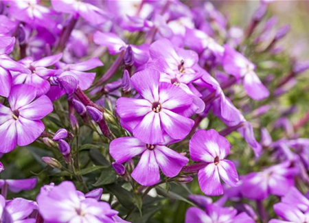 Flammenblumen lassen Ihren Garten in Farben baden Flammenblumen lassen Ihren Garten in Farben baden