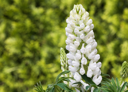 Lupinen, gut für den Garten und seine Bewohner Lupinen, gut für den Garten und seine Bewohner