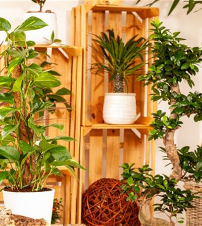 Pflanzen-Giganten mit Stil und Charme