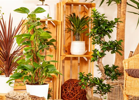 Pflanzen-Giganten mit Stil und Charme Pflanzen-Giganten mit Stil und Charme