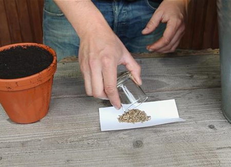 Fenchel - Aussäen von Samen Fenchel - Aussäen von Samen