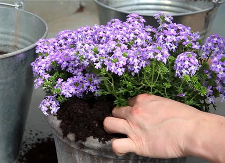 Eisenkraut - Einpflanzen in ein Gefäß Eisenkraut - Einpflanzen in ein Gefäß