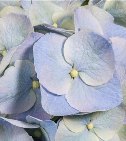 Die Blaublü(h)ter unter den Hortensien