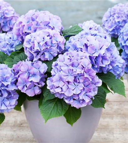 Die Blaublü(h)ter unter den Hortensien