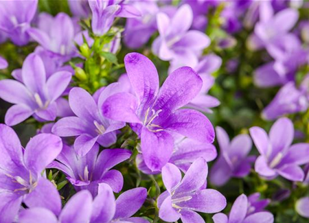 Die Glockenblume: die Vielfalt in einer Pflanze Die Glockenblume: die Vielfalt in einer Pflanze