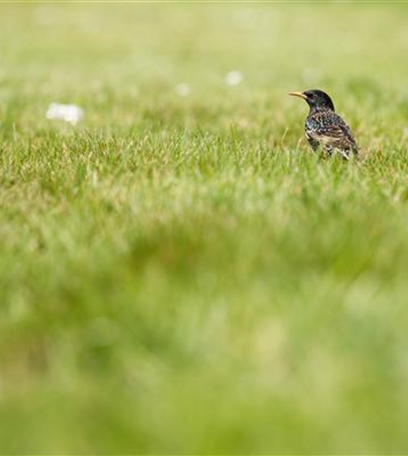 Von der Schule in den Garten – wo Rollrasen herkommt