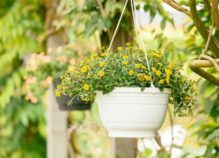 Ein Husarenknopf für den sommerlichen Balkon  Ein Husarenknopf für den sommerlichen Balkon