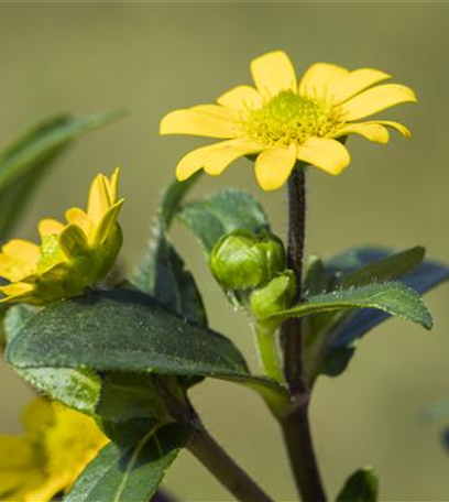 Ein Husarenknopf für den sommerlichen Balkon