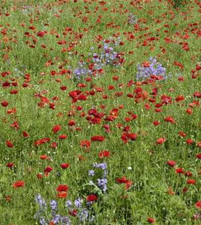 Der Klatschmohn – vom Acker in den Garten