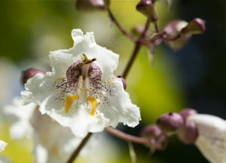 Exoten sorgen für besondere Hingucker im Garten Exoten sorgen für besondere Hingucker im Garten
