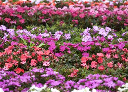 Begonien – tropische Blütenpracht in Haus und Garten Begonien – tropische Blütenpracht in Haus und Garten