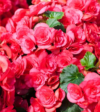 Begonien – tropische Blütenpracht in Haus und Garten