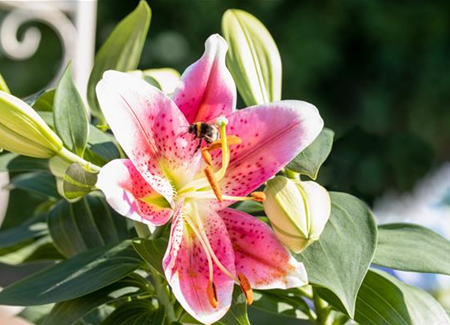 Beim Sommerzwiebeln pflanzen ein paar Dinge bedenken! Beim Sommerzwiebeln pflanzen ein paar Dinge bedenken!