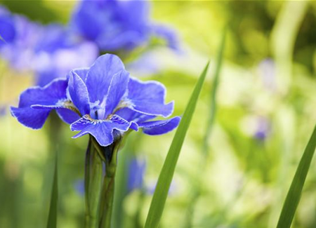 Die Iris – eine Pflanzen-Schönheit mit vielen Gesichtern Die Iris – eine Pflanzen-Schönheit mit vielen Gesichtern