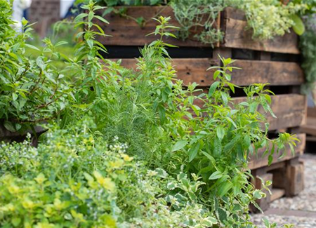Der Kräutergarten im Mai Der Kräutergarten im Mai
