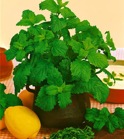 Der Kräutergarten im Mai