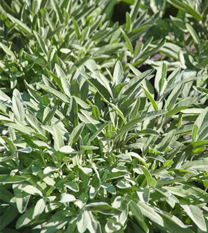 Der Kräutergarten im Mai