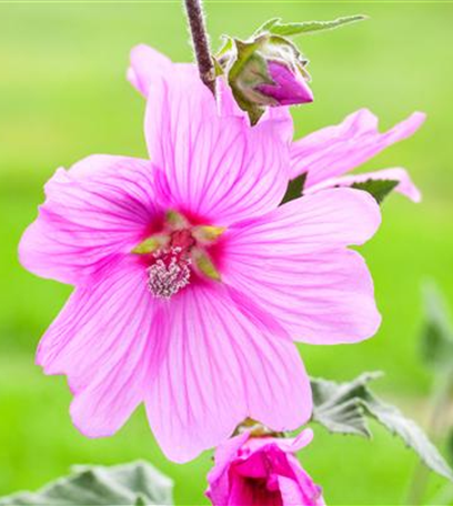 Essbare Blüten