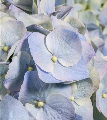 Pflanzpartner für Hortensien – Ideen für den Garten