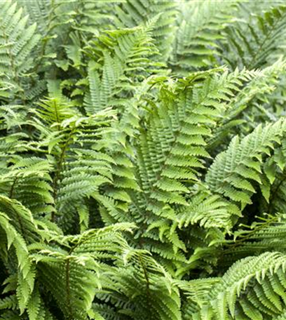 Pflanzpartner für Hortensien – Ideen für den Garten