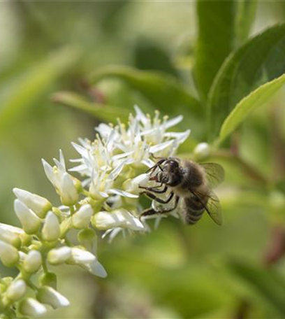 Natürlicher Pflanzenschutz: es muss nicht gleich die Chemie-Keule sein