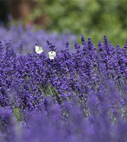 Natürlicher Pflanzenschutz: es muss nicht gleich die Chemie-Keule sein